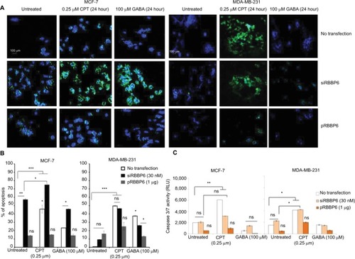 Figure 6 Analysis of apoptosis induction in MCF-7 and MDA-MB-231 cell lines following transfection of cells with siRBBP6 (30 nM) or pRBBP6 (1 µg) and co-treatment with camptothecin (0.25 µM) and γ-aminobutyric acid (100 µM) anticancer agents. Microscopic analysis of Annexin V/DAPI-stained cells (A). Statistical analysis of total apoptosis (early and late) following Annexin V/PI-based flow cytometry (B). Caspase 3/7 activity analysis by measuring a luminogenic product following cleavage of a caspase substrate by active caspases 3 and 7 present in the cell sample (C).Notes: *P<0.05; **P<0.001; ***P<0.0001. The images were captured at ×40.Abbreviations: CPT, camptothecin; GABA, γ-aminobutyric acid; ns, not significant; RLU, relative light units.