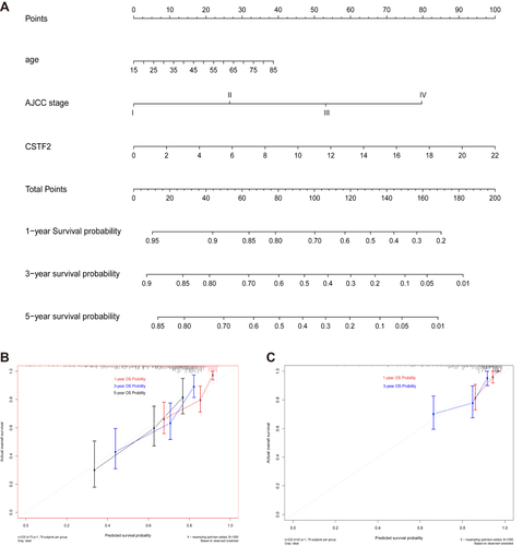 Figure 4 Establishment and validation of a prediction nomogram in TCGA and ICGC cohorts. (A) The CSTF2-based nomogram for predicting 1-, 3-, and 5-year overall survival rates of HCC patients in the TCGA-LIHC cohort. (B) Calibration curves of 1-, 3-, and 5-year overall survival for HCC patients in the TCGA-LIHC cohort. (C) Calibration curves of 1- and 3-year overall survival for HCC patients in the ICGC cohort.