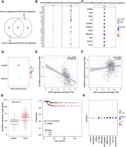 Figure 1 The acquisition process of the target gene. (A) Screening of the consistent genes that co-expressed with VEGFC. (B) Survival difference between the high and low expression of the 38 genes co-expressed with VEGFC. (C) The significant relationship between 11 co-expressed genes and PFS. (D) The differential expression analysis of SLCO4A1 and RNASEH1. (E) The correlation between SLCO4A1 expression and VEGFC expression. (F) The correlation between RNASEH1 expression and VEGFC expression. (G) The expression and survival analyses of SLCO4A1 in thyroid cancer. (H) The correlation between GDSC drug sensitivity and SLCO4A1 mRNA expression.