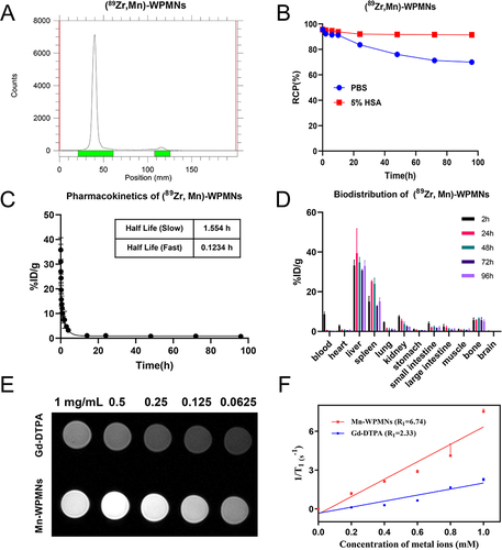 Figure 2 (A) Radio-TLC chromatogram of (89Zr, Mn)-WPMNs after purifying. (B) In vitro stability of (89Zr, Mn)-WPMNs in 0.01 M PBS and 5% HSA, expressed as the mean ± SD. Pharmacokinetics (C) and Biodistribution (D) of (89Zr, Mn)-WPMNs, expressed as the mean ± SD. (E) In vitro T1-weighted MRI image with different concentrations (0.0625, 0.125, 0.25, 0.5, 1 mg/mL) of Gd-DTPA (upper levels) and Mn-WPMNs (bottom levels) (1.5 T, TR: 531 ms, TE: 9.1 ms). (F) The linear relationship of T1 relaxation rates (1/T1, s−1) of Mn-WPMNs (red line) and Gd-DTPA (blue line) measured in vitro, expressed as the mean ± SD.