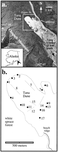 FIGURE 1. (a) Air photograph of the Tana dune and location map. Here the parabolic morphology of the dune is evident (USGS 1:80,000; 1981). (b) Map of the dune and sample sites. Screened lines indicate sampling transects.