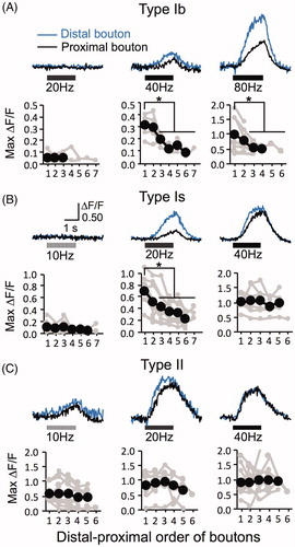 Figure 6. Detection of gradients of max ΔF/F following the sequential order of boutons along the motor terminals. (A) Type Ib, (B) Type Is, and (C) Type II synaptic terminals. Amplitudes of max ΔF/F at different stimulus frequencies were measured for individual boutons and plotted against their distal–proximal rank order (20–80 Hz for type Ib, 10–40 Hz for type Is and II synapses). Boutons were ranked from distal end (1st bouton) to proximal along the motor terminal branch. Representative ΔF/F traces from a distal bouton superimposed on a proximal bouton of the same terminal branches are shown above each plot. Linked grey dots represent boutons along individual terminal branches. Large black circles are the mean values for the gray dots at each sequential rank order (5–11 NMJs). At least three boutons from different NMJs were needed for averaging. Therefore, proximal boutons of some long terminals were not included for averaging. Student’s t-tests were performed between the most distal sets of boutons against all the boutons beyond the 3rd rank (*p < .05).