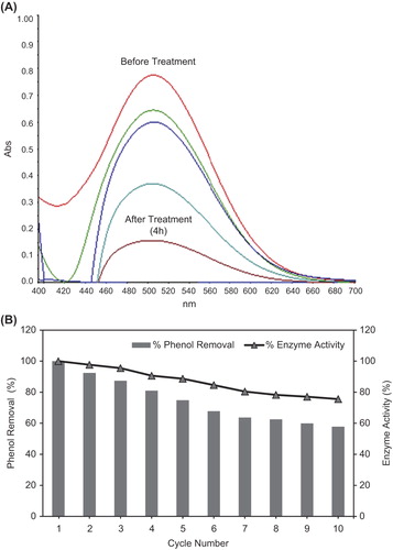 Figure 6. (A) UV–Vis spectrum of phenol removal (10 ppm) before and after treatment by immobilized laccase. (B) Reusability of immobilized laccase in phenol removal (Reaction conditions: 10 ppm phenol, pH 5.0, 4 h of contact time, 30°C). Data shown as mean ± SD (n = 3).