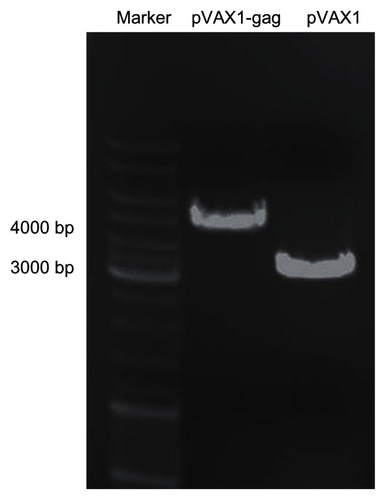 Figure 1 Agarose gel electrophoresis of pVAX1-HIV gag and pVAX1 vectors.Notes: The empty pVAX1 vector was 3000 bp. After insertion of HIV gag fragment (1500 bp), the pVAX1-HIV gag was 4500 bp.Abbreviation: bp, base pair; HIV, human immunodeficiency virus.