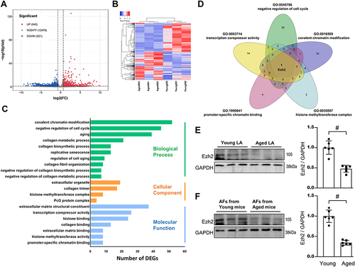 Figure 2 Transcriptome analyses reveals Ezh2 is a potential regulator of age-related LA fibrosis. Total RNA were extracted from mice LA tissues and reversely transcribed to cDNA for RNA-Seq. (A) Volcano plots revealed that 945 of DEGs were up-regulated (log2 fold change >0.7; p<0.05; red dots) and 921 down-regulated (log2 fold change<0.7; p<0.05; blue dots) in aged vs young LA. (B) Heatmap summaries. (C) GO term enrichment analyses. The vertical coordinates are the terms (the biological process in green; the cellular component in Orange; the molecular function in blue) and the horizontal coordinates are the numbers of DEGs. (D) Venn diagram showing the overlap of GO terms as indicated, and Ezh2 gene was chosen. (E and F) Down-regulated level of Ezh2 was validated by WB of either mice LA tissues (E) or isolated pure AFs (F). Representative WB images of Ezh2 and their densitometry analyses. n=6 mice. Data are presented as mean ± SD. #p<0.001.