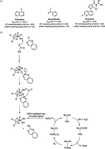 Figure 1. (A) AO substrates demonstrating different degrees of inactivation of the wild-type and L438V enzymes, presumably due to different substrate turnover rates resulting in different rates of ROS production. Arrows indicate site of AO oxidation. (B) AO mechanism of substrate oxidation and catalytic cycle. The authors propose that ROS produced as a consequence of substrate oxidation inactivates the enzyme via desulfuration of the molybedenum cofactor.