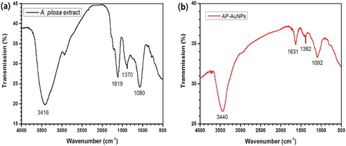 Figure 6. FT-IR spectrum of (a) A. pilosa aerial part extract and (b) synthesized AP-AuNPs.