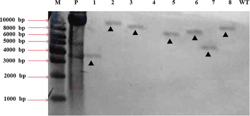 Fig. 7 Southern blot analyses of 8 different transformants of Fusarium oxysporum HS2 generated by ATMT. M represents the DNA marker; P represents the positive control of pCamhybgfp; Lanes 1–8 represent the transformant strains HS2-2483, HS2-2521, HS2-520, HS2-1106, HS2-2109, HS2-511, HS2-311 and HS2-2460, respectively; Lane WT represents the WT strain of F. oxysporum, HS2