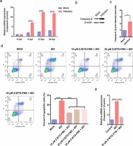 Figure 5. MO infection induces caspase-8-dependent apoptosis in MH-S cells. (a) MH-S cells cultured in 6-well plates were mock-infected or infected with 10 MOI of MO for the indicated hours for relative quantification of caspase-8 mRNA by qRT-PCR assays. Relative caspase-8 mRNA levels normalized to the β-actin gene were calculated by the 2−ΔΔCT method. Each sample was set up in triplicate. The data shown are expressed as mean ± SD values of three independent experiments. Two-way ANOVA tests: ****, P < 0.0001. (b) Samples of the mock- and MO-infected cells at 24 hpi were collected for detection of caspase-8 expression by Western blot as described in the “materials and methods”. β-actin is the loading control. (c) Grayscale value of the bands were analyzed with ImageJ software, and data shown are expressed as mean ± SD values of two independent experiments. Student’s t test: *, P < 0.05. (d) Cells plated in 24-well plates were pretreated with serial concentrations of caspase-8 inhibitor Z-IETD-FMK (10 μM, 20 μM, 30 μM) for 30 min, followed by infection with 10 MOI of MO. After 24 hours, the cells were collected for detection of apoptosis rates by flow cytometry. The apoptosis rates in each group were analyzed, and the most effective concentration of Z-IETD-FMK was selected for subsequent experiments. (e) Cells plated in 24-well plates were pretreated with 10 μM Z-IETD-FMK or equal amount of solvent prior to MO infection, or mock-infected for control. At 24 hpi, cells were collected for detection of caspase-3 mRNA levels by qRT-PCR assays. Each sample was set up in triplicate. The data shown are expressed as mean ± SD values of three independent experiments. Student’s t test: ****, P < 0.0001