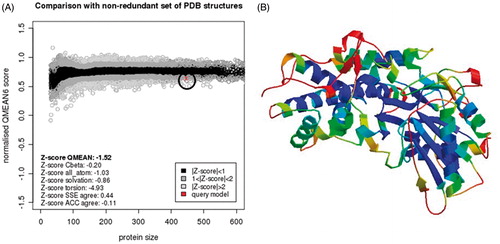 Figure 3. EhHK1 model QMEAN evaluation. (A) Normalised QMEAN6 score graphic showing the Z-score value, and the position (circle) of the model in the set of PDB structures used for evaluation. (B) EhHK1 model in ribbons, virtual screening site was located at the center in a region with less than 1 Å deviation, according to the estimated per-residue inaccuracy.