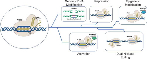 Figure 1. The many faces of CRISPR/Cas gene editing. The activated CRISPR/Cas9 complex can modified cell behavior in a variety of ways. These include deletion of sections of genomic DNA, the insertion or replacement of segments of the genome (viewed as being traditional genomic gene editing), modification of gene expression where in the complex functions as a repressor or activator of transcription and modulation of chromatin structure using effector domains of remodeling enzymes. dCas9 refers to a Cas nine protein that is devoid of double-strand DNA breakage, while Nickase refers to a Cas9 protein where in only one of the two DNA cleavage domains of Cas9 is active. This results in the making of a single strand of the helix