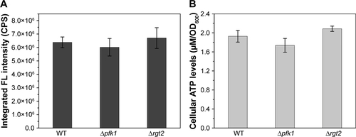 Figure S4 FL intensities (A) and intracellular ATP concentrations (B) of the WT, Δpfk1, and Δrgt2.Abbreviations: CPS, counts per second; FL, fluorescence; OD, optical density; WT, wild-type.