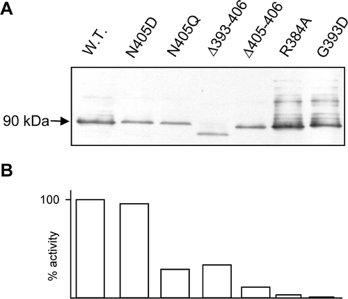 Figure 1.  Expression levels of AmtB in selected variants. (A) Western blots of membrane fractions from wild-type and a selection of AmtB variants. 5µg of protein was loaded in each lane. Estimated molecular weight of major band is indicated to the left of the panel. (B) Activity, in a washed assay, of each of the variants shown in panel A, expressed as a % of the wild-type.