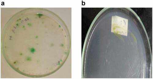 Plate 2. (a) Unialgal strains (b) The axenic microalgae strain on BBM agar plate