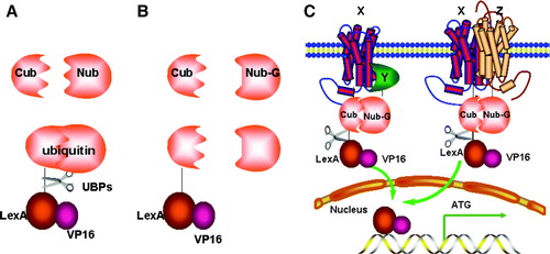 Figure 4.  The split-ubiquitin Y2H system. (A) Native ubiquitin can be divided into two parts: Cub and Nub. Fusion of Cub to the transcription activator LexA-VP16 followed by co-expressed with Nub, leads to spontaneous assembly of a native ubiquitin molecule and recognition by a UBP, cleavage and liberation of LexA-VP16. (B) Introduction of the I13G mutation into Nub (Nub-G) causes reduced affinity for Cub, lack of ubiquitin assembly and no cleavage. (C) The interaction of integral membrane protein X with either the cytosolic protein Y or an integral membrane protein Z can bring NubG and Cub into close proximity, followed by UBP-mediated cleavage which releases the LexA-VP16 transcription factor, allowing it to enter into the nucleus and stimulate reporter gene transcription.