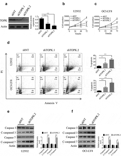 Figure 2. TOPK knockdown inhibits cell growth and induces cell apoptosis in U2932 and OCI-LY8 cell lines. (a) OCI-LY8 cells were infected with shTOPK.1, shTOPK.2 or shNT, and the TOPK knockdown efficiency was detected by Western blots. The data represent the mean ± S.D. for three individual experiments (**p < 0.01, ***p < 0.001, n = 3). (b and c) U2932 and OCI-LY8 cells were infected with shTOPK.1, shTOPK.2 or shNT, and cell proliferation was detected at 24, 48, and 72 h with the MTS assay. The data represent the mean ± S.D. for three individual experiments (*p < 0.05, **p < 0.01, ***p < 0.001, n = 3). (d) U2932 and OCI-LY8 cells were infected with shTOPK.1, shTOPK.2 or shNT for 72 h, and cell apoptosis was detected by staining with annexin V and PI (Q1 indicates dead cells, Q2 indicates late apoptotic cells, Q3 indicates early apoptotic cells, Q4 indicates viable cells). The data represent the mean ± S.D. for three individual experiments (**p < 0.01, ***p < 0.001, n = 3). (e and f) U2932 and OCI-LY8 cells were infected with shTOPK.2 or shNT, and the cleaved caspase 3 and caspase 7 protein levels were assessed by Western blots. The data are the mean ± S.D. for three individual experiments (***p < 0.001, n = 3).