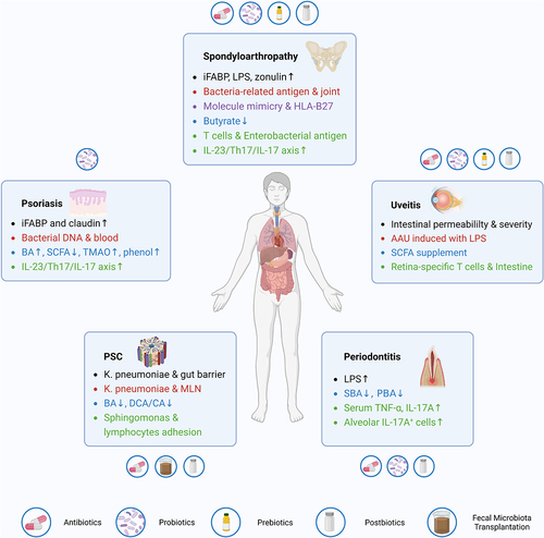 Figure 2. Summary of the roles of gut microbiota and relevant therapeutic applications in four common EIMs. EIM, extra-intestinal manifestation; PSC, primary sclerosing cholangitis; MLN, mesenteric lymph node; BA, bile acid; PBA, primary bile acid; SBA, secondary bile acid; DCA, deoxycholic acid; CA, cholic acid; AAU, acute anterior uveitis; LPS, lipopolysaccharide; SCFA, short-chain fatty acid; iFABP, intestinal fatty acid binding protein; TMAO, trimethylamine N-oxide; TNF-α, tumor necrosis factor-α; IL-17, interleukin-17.