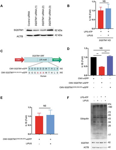 Figure 6. Autophagy-dependent degradation of SQSTM1 contributes to LIPUS-mediated inhibition of mature IL1B production. (A) Specific SQSTM1 siRNAs were used to knockdown SQSTM1 level. (B) After pretreatment with SQSTM1 siRNA (1) for 24 h, the THP-1 cells were treated with LPS (12 h) and ATP (30 min) and then treated with or without LIPUS (20 min). Sixty min later, the mature IL1B level was examined by ELISA. (C) Diagrams of the indicated plasmids for exogenous expression of SQSTM1 (CMV-SQSTM1-eGFP) and its mutant (CMV-SQSTM1D335,336,337A-eGFP). (D) THP-1 cells were transfected with CMV-SQSTM1-eGFP and CMV-SQSTM1D335,336,337A-eGFP plasmids for 24 h and then treated with LPS (12 h) plus ATP (30 min). One hour later, the levels of IL1B in supernatants were examined by ELISA. CMV-eGFP plasmid was used as the control. (E) CMV-SQSTM1D335,336,337A-eGFP plasmid was transfected into THP-1 cells for 24 h and the cells were then exposed to LPS-ATP with or without LIPUS treatment. The release of mature IL1B was tested by ELISA assay. (F) Using anti-ubiquitin and anti-SQSTM1 antibody, western blotting analyses for THP-1 cells that treated with LPS (12 h), ATP (30 min) with or without LIPUS (20 min). The above statistical analyses were performed using Student’s t test. NS, not significant, **p < 0.01.