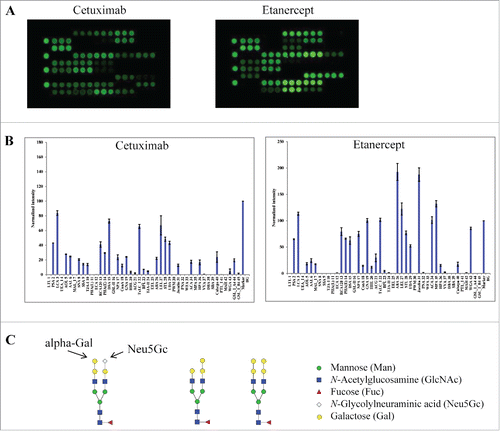 Figure 3. Lectin binding profiles of cetuximab and etanercept. Cy3-labeled samples were applied onto the lectin chips as in Figure 2. Shown are (A) representative lectin binding images, (B) Relative binding signals at specific lectin spots (mean ± SD), and (C) Typical glycan structures present in the Fab portion of cetuximab.Citation30