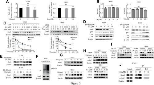 Figure 3 Urolithin A induces Snail degradation via mdm2-mediated ubiquitination. (A) A549 and H460 cells were treated with urolithin A (0, 10 and 20 μM) for 5 h. The expression of Snail gene was detected by RT-PCR. (ns means no statistical difference). (B) A549 and H460 cells were co-transfected with a plasmid of the Snail promoter luciferase reporter gene with a plasmid of control Renilla luciferase reporter gene. At 36 h after transfection, cells were treated with urolithin A (0, 5, 10 and 20 μM) for 5 h, and luciferase activity was detected using the dual luciferase reporter system. (ns means no statistical difference). (C) Cells were treated with CHX (Cycloheximide, 50 μg/mL) for the indicated time in the presence or absence of urolithin A. Western blot was used to determine Snail protein levels. (D) Western blotting analysis of Snail, p62 and LC3A/B after cells were pre-treated with 20 μM HCQ for 1 h and then treated with urolithin A (0, 10 and 20 μM) for 5 h in A549 and H460 cells. (E) Western blotting analysis of Snail, after cells were pre-treated with 20 μM PII for 1 h and then treated with urolithin A (0, 10 and 20 μM) for 5 h in A549 and H460 cells. (F) Cells were treated with urolithin A after which cell lysates were immunoprecipitated with anti-Snail antibody and then Western blotted with anti-Ubiquitin. (G) Western blot examined mdm2 expression flowing 5 h of urolithin A (0, 5, 10, 15, 20 and 25 μM) stimulation in A549 and H460 cells. (H and I) After transfection with mdm2 cDNA (H) or mdm2 siRNA (I) for 48 h, A549 and H460 cells were treated with urolithin A (0, 10 and 20 μM) for 5 h. Western blot was carried out for analysis of Snail levels. (J) Cells were treated with urolithin A for 5 h after which cell lysates were immunoprecipitated with anti-mdm2 antibody and then Western blotted with anti-Snail.