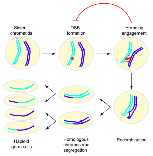 Figure 1. Overview of the events of meiosis. In meiosis I, homologous chromosomes exchange genetic information via recombination and are then segregated. In meiosis II, sister chromatids separate. Meiotic recombination is initiated by DNA double-strand breaks (DSBs). Homolog engagement triggers structural changes in certain chromosomal subdomains that suppress further DSB formation nearby. For simplicity only one pair of homologous chromosomes is depicted.