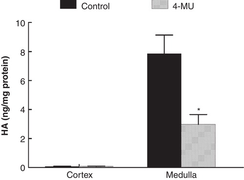 Figure 1. Hyaluronan (HA) content in cortex and inner medulla (papilla) in control rats and in rats treated with the hyaluronan synthesis inhibitor 4-MU. *p < 0.05 versus control.