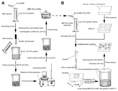 Figure 2 Schematic presentation of the preparation of BBF-loaded PLLA nanoparticles and the fabrication of antibacterial coating containing BBF-loaded PLLA nanoparticles on MAO-Ti. (A) Preparation of BBF-loaded PLLA nanoparticles. (B) Fabrication of antibacterial coating containing BBF-loaded PLLA nanoparticles on MAO-Ti.Abbreviations: BBF, (Z-)-4-bromo-5-(bromomethylene)-2(5H)-furanone; DCM, dichloroethane; PLLA, poly(L-lactic acid); NPs, nanoparticles; MAO-Ti, microarc-oxidized titanium; PVA, poly (vinyl alcohol); O/W, oil/water.