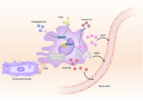 Figure 2 Role of Reparative Macrophages in Angiogenesis Following Myocardial Infarction.