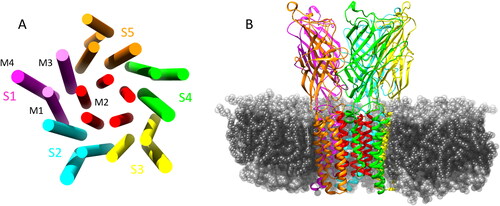 Figure 1. (A) Graphical representation of the transmembrane α helical domains showing the 5 symmetric subunits and the ion conducting M2 helices (red). (B) GLIC structure in the membrane environment, some lipids removed for clarity of TMD.