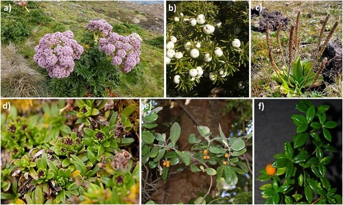 Figure 2. Six endemic plant species from New Zealand’s outlying islands. Each species represents a possible avenue for future work. A, Anisotome latifolia, a megaherb endemic to Auckland and Campbell islands. Gigantism associated with the retention of the herbaceous habit is a repeated and puzzling pattern of New Zealand’s subantarctic islands. B, Leptecophylla robusta, endemic to the Chatham islands. Leptecophylla juniperina, its closest mainland ancestor, has smaller leaves. Despite leaf area following an island-rule-like pattern on New Zealand’s outlying islands, leaf gigantism is common on the Chatham islands. Different island systems may therefore favour different evolutionary trajectories. C, Plantago aucklandica, endemic to Auckland islands. This wind-pollinated plant produces flowers that are larger than its closest mainland relative, but whether this represents a common island pattern remains unclear. D, Abrotanella spathulata on Auckland and Campbell islands evolved vividly coloured flowers in a pollinator-poor environment. The in situ evolution of conspicuous flower may be a repeated pattern on New Zealand’s subantartic islands. E, Corokia macrocarpa, endemic to the Chatham islands. Seed gigantism is pronounced in many fleshy-fruited island plants, challenging the loss of dispersibility hypothesis. F, Alixya ruscifolia from Lord Howe island. Island populations evolved narrower, more oblong fruits. Additionally, stature, leaf area and seed size, which typically correlate on the mainland, seem to follow independent evolutionary trajectories on islands. The reason though remains unclear.