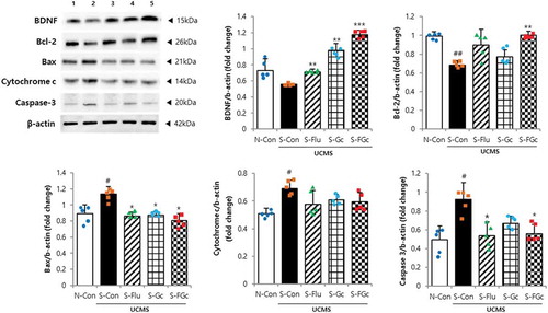 Figure 3. Effects of Gc and FGc on neurodegeneration in mice under UCMS. Expression of proteins related to neurogenesis by western blot. Lane 1 = N-Con; lane 2 = S-Con; lane 3 = S-Flu; lane 4 = S-Gc; lane 5 = S-FGc. Data are expressed as mean ± SD (n = 5). #Significant difference between N-Con and S-Con (#P < .05, ##P < .005, ###P < .001). *Significant difference with S-Con (*P < .05, **P < .005, ***P < .001).