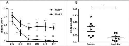 Figure 3. Effect of pH and mucin type on H. suis binding to pig gastric mucins. A. pH dependence of H. suis binding to mucins. Results are shown as mean ± SEM of bacterial binding after subtraction of background signal at each pH. ## and ### indicate p ≤ 0.01 and 0.001, respectively, in an unpaired two sided t-test comparing the binding to the negative control background at each pH. This assay was performed on four mucin samples, with similar results, ranging between the pronounced pH dependence shown with mucin 1 to the flatter curve seen with mucin 2. B. Effect of mucin type (surface (•), gland (○), soluble and insoluble) on H. suis binding at pH 2. Results are expressed as medians with interquartile ranges. ## indicates p ≤ 0.01 (Mann-Whitney U-test).