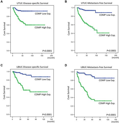 Figure 4 Kaplan–Meier analysis showed COMP overexpression associated with worse disease-specific survival and metastases-free survival in patients with upper tract urothelial carcinoma (A and B, respectively) and urinary bladder urothelial carcinoma (C and D, respectively).