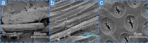 Figure 2. The SEM micrographs of Cow dung.