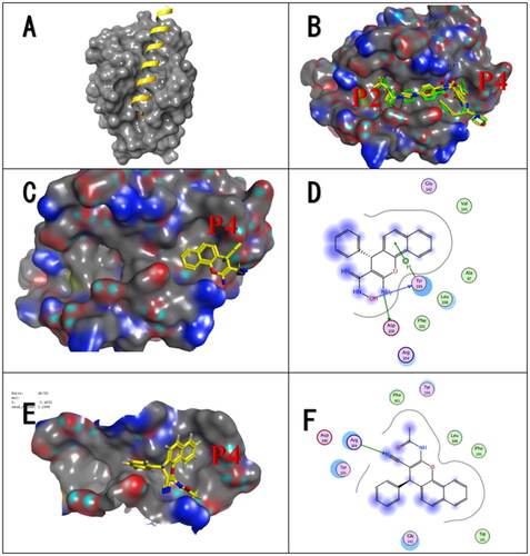 Figure 9. Molecular docking analysis of the compounds 5a and 6a in the BH3-binding groove of Bcl-2. Bcl-2 proteins are presented as gray cartoons of solid surfaces. (A) Crystal structure of Bcl-2 in complex with a Bax BH3 peptide represented by a yellow ribbon (PDB: 2XA0). (B) Validation re-docking of crystallised ligand (green) (PDB ID: 1XJ) overlay of re-docked (yellow) conformations of navitoclax in Bcl-2 (PDB: 4LVT). 3D Docking model of compounds 5a and 6a occupy the binding site of Bcl-2, respectively (C) and (E). Key residues at the binding pocket (D) 5a (F) 6a.