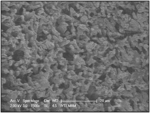 Figure 2. Scanning electron micrograph of S. papillosissima.