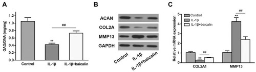 Figure 2 Baicalin alleviates IL-1β-induced GAGs content reduction and ECM degradation in chondrocytes. (A) The effect of baicalin and IL-β on intracellular GAG content in human OA chondrocytes was measured using a GAG assay. (B and C) The effect of baicalin and IL-1β on collagen II, aggrecan, and MMP13 expression by qRT-PCR and Western blot. **p < 0.01 compared with control group, ##p < 0.01 compared with IL-1β treated alone.