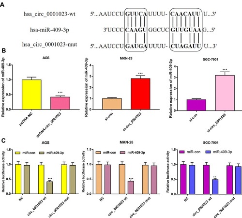 Figure 5 In GC, circ_0001023 sponges miR-409-3p and downregulates its expression level. (A) The binding site between circ_0001023 and miR-409-3p was shown. (B) qRT-PCR was performed to detect expressions of miR-409-3p in AGS cells transfected with pcDNA-circ_0001023, MKN-28, and SGC-7901 cells transfected with si-circ_0001023. (C) MiR-409-3p notably inhibited luciferase activity of wild-type circ_0001023 reporter but had no significant effect on luciferase activity of mutant type. ** and *** represent p<0.01 and p< 0.001, respectively.