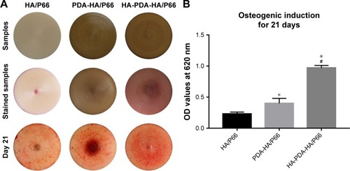 Figure 10 Alizarin red staining and quantitative analysis of mineralization on the substrates.Notes: (A) Substrates, stained substrates without cells, and stained substrates with cells at 21 days. (B) Colorimetric quantification of the extracellular matrix mineralization at 21 days. *Significant difference compared with HA/P66 (P<0.05). #Significant difference compared with PDA-HA/P66 (P<0.05).Abbreviations: HA/P66, hydroxyapatite/polyamide 66; PDA, polydopamine; PDA-HA/P66, polydopamine coating on hydroxyapatite/polyamide 66; HA-PDA-HA/P66, hydroxyapatite coating formation on hydroxyapatite/polyamide 66 assisted by polydopamine.