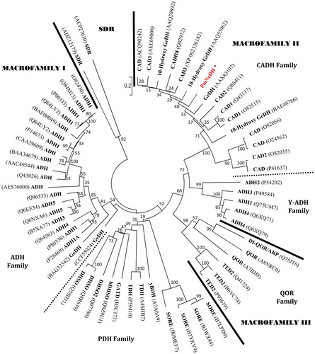 Figure 2. The phylogenetic tree was constructed with the PmNeDH and other protein sequences that belong to the MDR superfamily by Neighbour-Joining method.Note: The accession number of each sequence is shown in bracket. The scale of the distance is indicated. The values at the nodes represent the percentage of bootstrap confidence level using 1000 random bootstrap replicates. The tree is separated into three protein macrofamilies and one outgroup, SDR, by solid bars or main cluster of protein families by square dot bars.