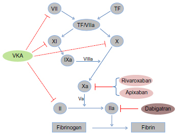 Figure 1 Influence of vitamin K antagonists (VKAs) and the new oral anticoagulants rivaroxaban, apixaban, and dabigatran on the coagulation cascade. VKAs work by inhibiting the vitamin K epoxide reductase, leading to reduced carboxylation and subsequent synthesis of the clotting factors II, VII, IX, and X and the anticoagulation proteins C and S. Rivaroxaban and apixaban are selective, direct, and competitive inhibitors of the activated factor X (Xa), while dabigatran is a direct thrombin inhibitor.