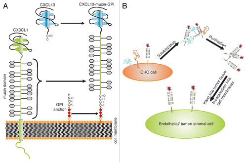Figure 1. Structure and applications of membrane-anchored chemokine fusion proteins. (A) Composition of membrane-anchored chemokine fusion proteins. The mucin domain of chemokine (C-X3-C motif) ligand 1 (CX3CL1) is combined with a new chemokine domain and stably expressed as a glycosylphosphatidylinositol (GPI)-anchored protein in Chinese hamster ovary (CHO) cells. (B) Application of membrane-anchored chemokine fusion proteins. Recombinant proteins are isolated from the plasma membrane of CHO cells and purified using fast protein liquid chromatography (FPLC). Purified recombinant proteins efficiently incorporate into plasma membranes and can hence be used to foster the recruitment of leukocyte subsets expressing the complementary chemokine receptor.