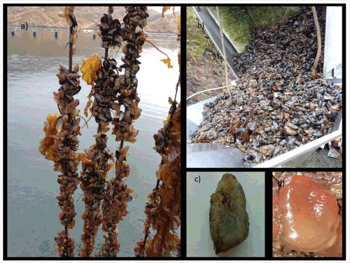 Figure 1. Invasive marine ascidians on blue mussels, Killary Fjord, Ireland. (a): Invasive ascidian communities attached to cultured mussels and biomass of cultured mussels is not even in longlines; (b) mussels with ascidians for machine cleaning and processing; (c) Ascidiella aspersa; (d) Corella eumoyata.