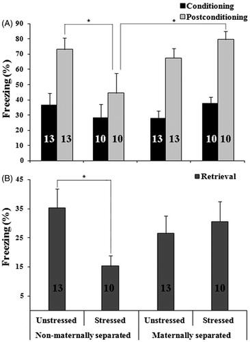 Figure 3. Effect of early maternal separation and variable chronic stress on freezing behavior recorded on the first day of the test, during the conditioning and post-conditioning stages (A) and during memory retrieval 24 h after conditioning (B). Values represent the percentage time of freezing (mean ± SE) for animals tested in the same context. The number of cases for each treatment is included inside each bar. (*) Means significant difference between groups (p < 0.05). Post hoc analysis showed significant difference between NMS-CVS and controls (NMS-NCVS) and MS-CVS during post-conditioning (A) and between NMS-CVS and controls (NMS-NCVS) during memory retrieval (B).