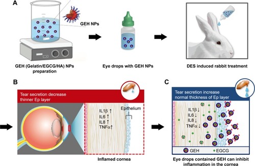 Figure 13 Schematic diagram of the study protocol.Notes: (A) Synthesis of GEH NPs with EGCG loading for DES treatment in a rabbit model. (B) Inflamed cornea with higher inflammatory cytokine production observed in DES rabbit with low tear production. (C) Effective decrease of cornea inflammation and repair confirmed by GEH taken up by epithelium and use of EGCG inhibitor.Abbreviations: DES, dry-eye syndrome; EGCG, epigallocatechin gallate; GEH, gelatin–EGCG with hyaluronic acid coating; GPs, gelatin NPs.