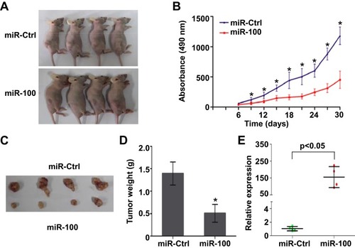 Figure 6 Overexpression of miR-100 inhibits NPC xenograft tumor growth (A) Xenograft tumor growth models in nude mice were constructed by injecting with SUNE1 cells stably expressing miR-100 or miR-Ctrl, and the xenograft tumors were formed. (B) The growth curves of the tumor volumes. (C) Representative images of the excised tumors. (D) The weights of the excised tumors. (E) Relative expression of miR-100 in xenograft tumors of the miR-100 overexpression group and miR-Ctrl group. Data are presented as the mean ± SD, and the p values were calculated using the Student’s t-test; * p<0.05.