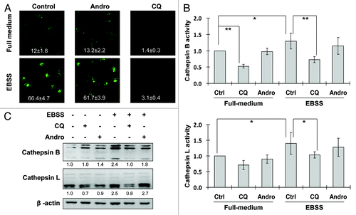 Figure 2. Andro has no adverse effect on lysosomal function. (A) Effect of Andro on intralysosomal pH. HeLa cells were treated with Andro (30 µM) or CQ (50 µM) in full-medium or EBSS for 3 h. At the end of treatment, cells were stained with LysoSensor (5 µM) to evaluate lysosomal pH change. The fluorescence intensity was observed under a confocal microscope (× 600) and measured in 10 randomly selected fields and the relative fluorescence intensities were presented as mean ± SD. (B) Effect of Andro on cathepsin B/L enzyme activity. HeLa cells were treated as described in (A). Cell lysates were subject to cathepsin B/L activity assay. The changes of cathepsin activity are shown as relative peak height and are presented as means ± SD from three independent experiments (*p < 0.05; **p < 0.01). (C) Detection of cathepsin B/L activation by western blot. HeLa cells were treated as indicated in (B), and cell lysates were collected and subject to western blot. In (C), the densities of the respective mature form of cathepsin B and cathepsin L were quantified and the folds of increase were presented accordingly.