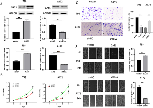 Figure 2 GAS5 suppressed the invasion, propagation, and migration of glioma cells. (A) Western blot and qRT-PCR were implied to detect the overexpression and knockdown efficiency of GAS5. (B, C, D)CCK-8, scratch test (magnification, x40) and transwell assay (magnification, x100) were applied to detect cell proliferation, invasion and migration ability after overexpression or knockdown of GAS5. ** means P < 0.01, *** means P < 0.001.