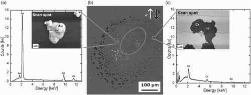 Figure 2. Surface modifications obtained at J = 0.7 MA/cm2 after 6.3 h. The position of the contact needle is marked with a dashed circle in the overview micrograph in (b). A ring of voids around the contact with hillocks inside this ring can be seen. Technical and physical current directions are indicated with arrows. Representative EDS scans of surface modifications and SEM micrographs of (a) Au hillock and (c) void.