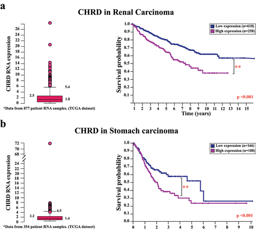 Figure 2. High CHRD expression correlates with decreased survival in renal and stomach carcinoma. (a) Box and whisker plot of CHRD RNA expression in renal carcinomas from 877 patients. Values above the black whisker (95th percentile) denote outliers and are colored in red. High CHRD RNA expression (≥6 RPKM) is significantly correlated with decreased survival probability. Kaplan-Meier plots of patients with high and low CHRD expression possessed a 5-year survival rate of 55% and 74%, respectively (p = 6.1 × 10−7). (b) Box and whisker plot of CHRD RNA expression in stomach carcinomas from 354 patients. High CHRD RNA expression (≥5 RPKM) is significantly correlated with decreased survival probability. Kaplan-Meier plots of patients with high and low CHRD expression possessed a 5-year survival rate of 23% and 52%, respectively (p = .0055). The double red asterisks indicate an obtained p-value <.001 via two-tailed Student’s t-test.